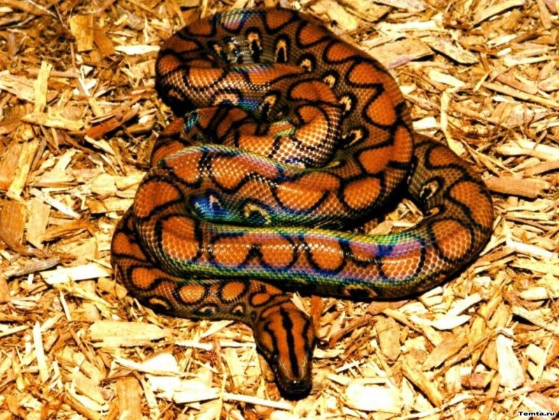 Змея радужный удав (54 фото)