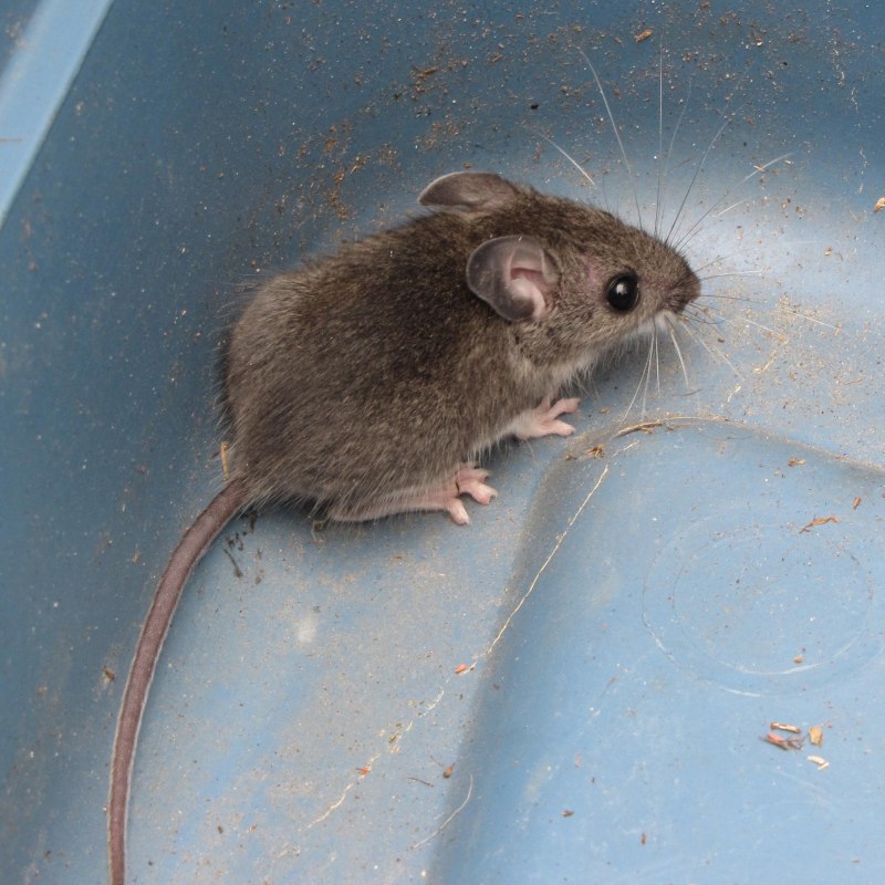 Мышь домовая серая (66 фото)