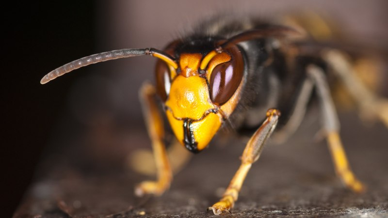 Vespa mandarinia Шершень