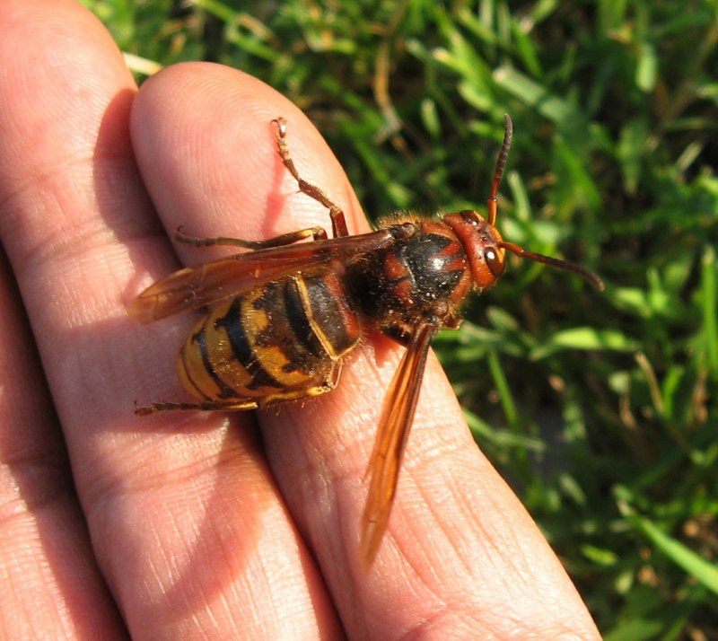 Dolichovespula maculata