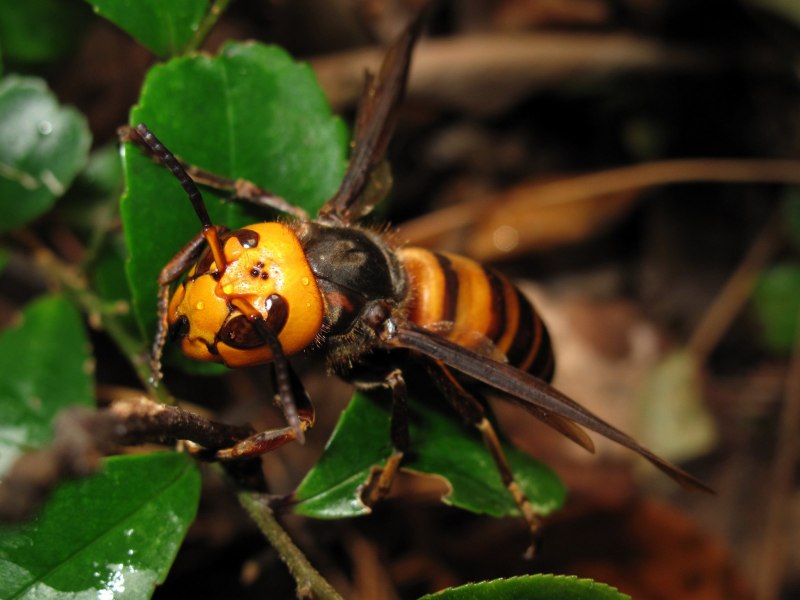 Пчела-плотник Xylocopa Valga