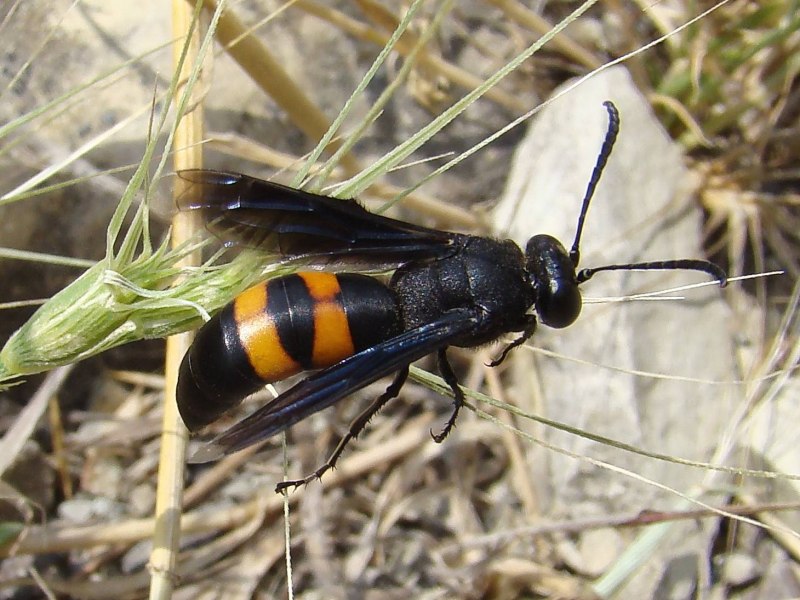 Оса Ichneumon