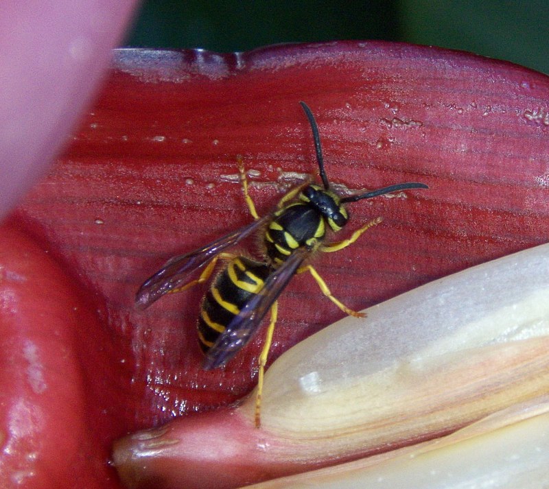 Executioner Wasp Оса