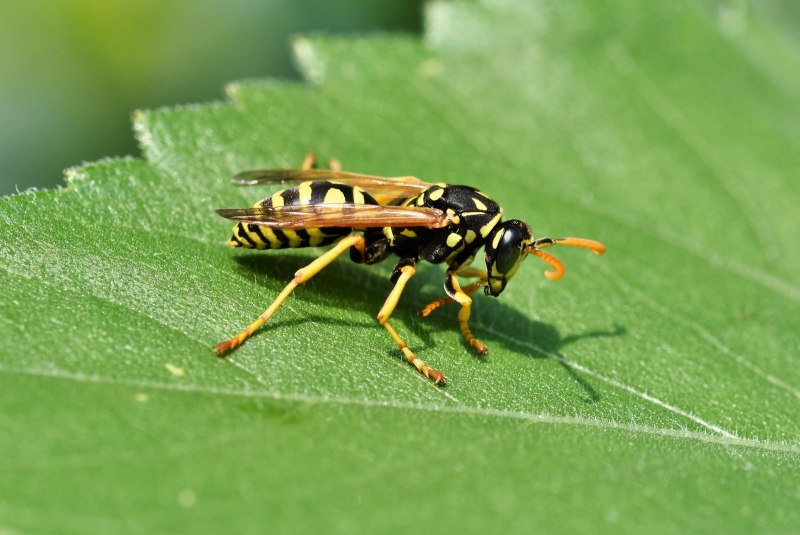 Wasp Оса