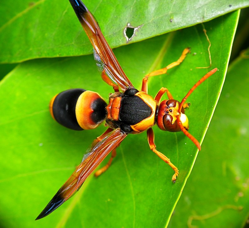 Vespa mandarinia Шершень