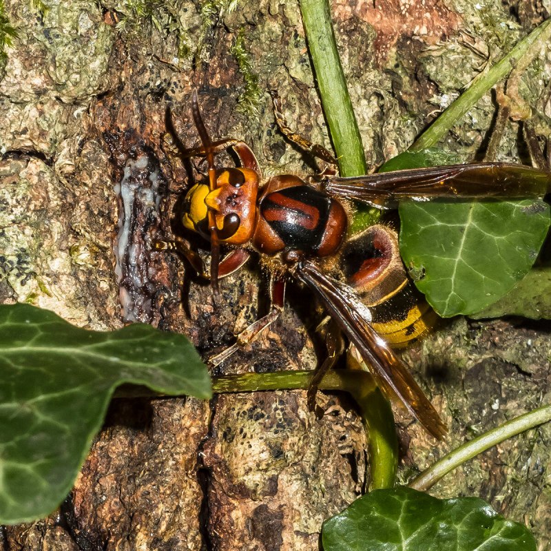 Vespa mandarinia Шершень