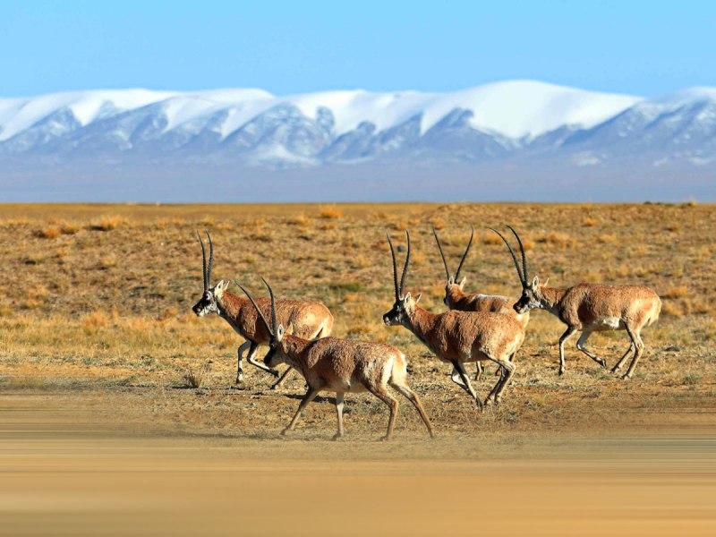 Tibet Antelope HD
