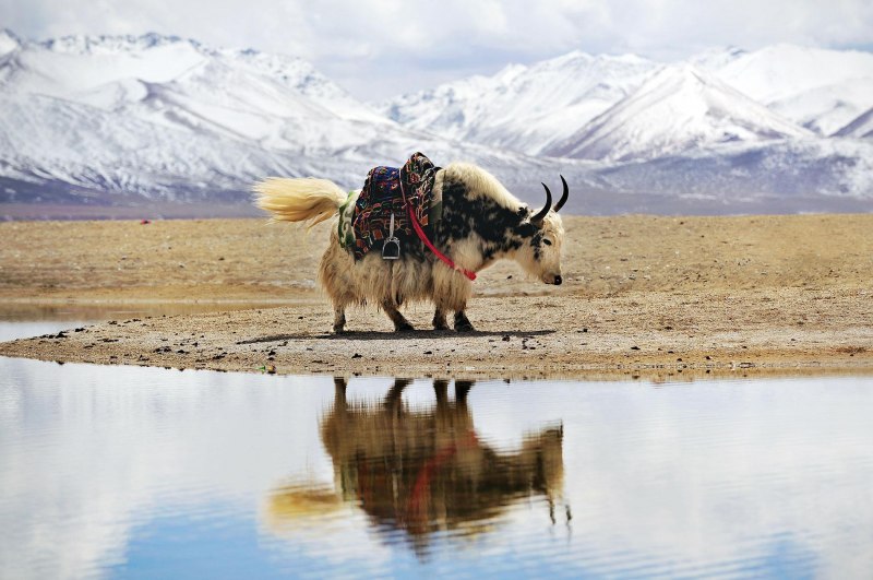 Tibetan Antelope