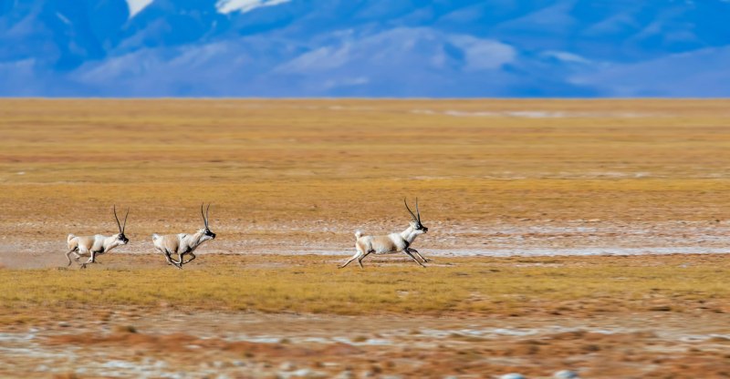 Tibet Antelope HD