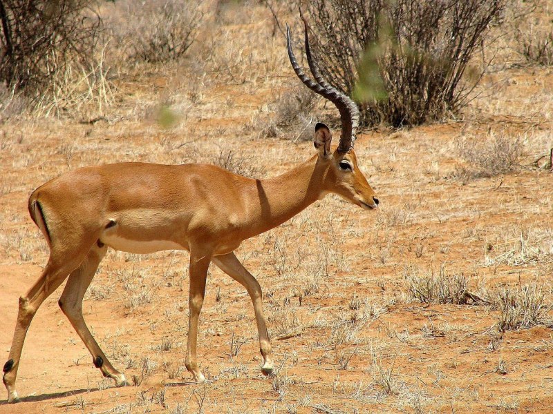 Odocoileus hemionus