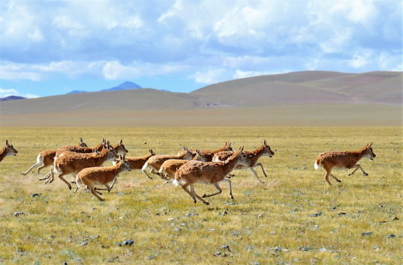 • Песчаная Газель (Gazella leptoceros)