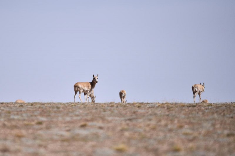 Tibetan Gazelle in China