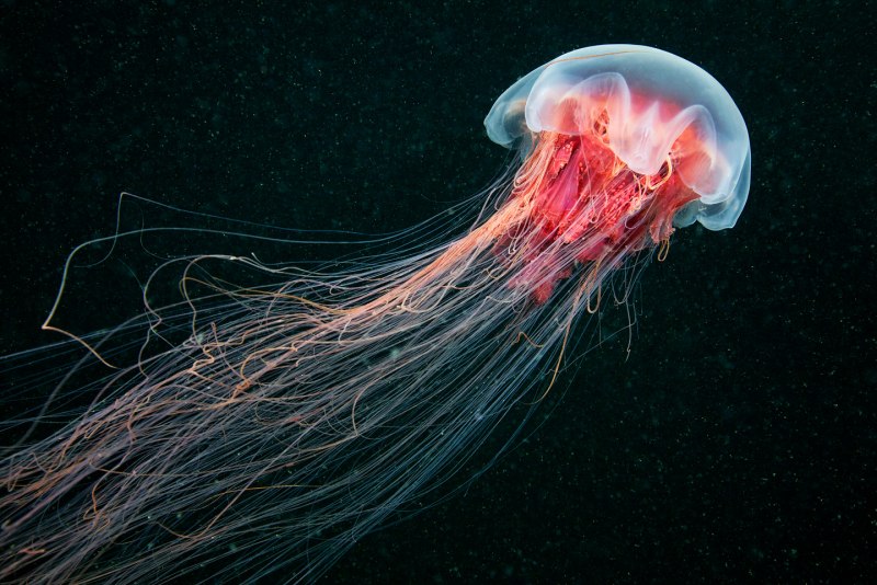 Волосистая медуза (67 фото)