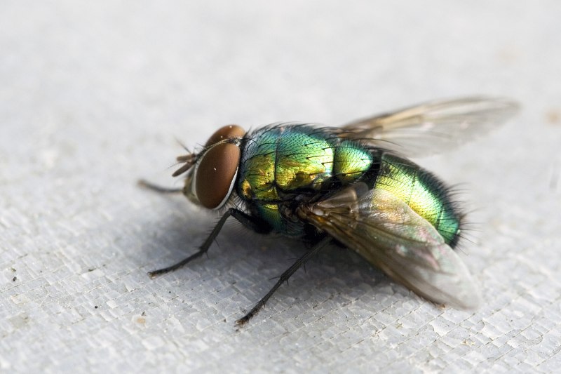 Помойная муха (63 фото)