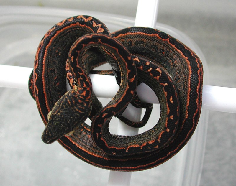 Corallus hortulanus