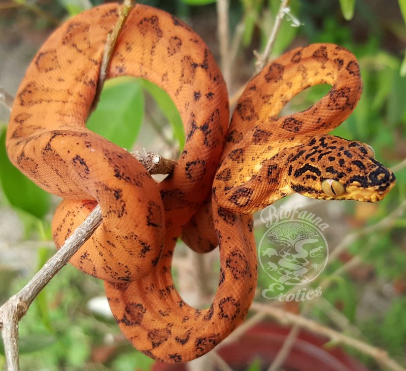 Amazon exotic
