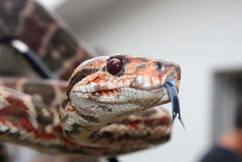 Corallus hortulanus