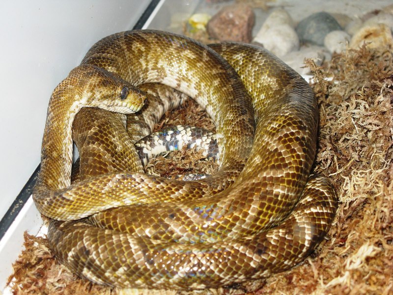Садовый удав Corallus hortulanus