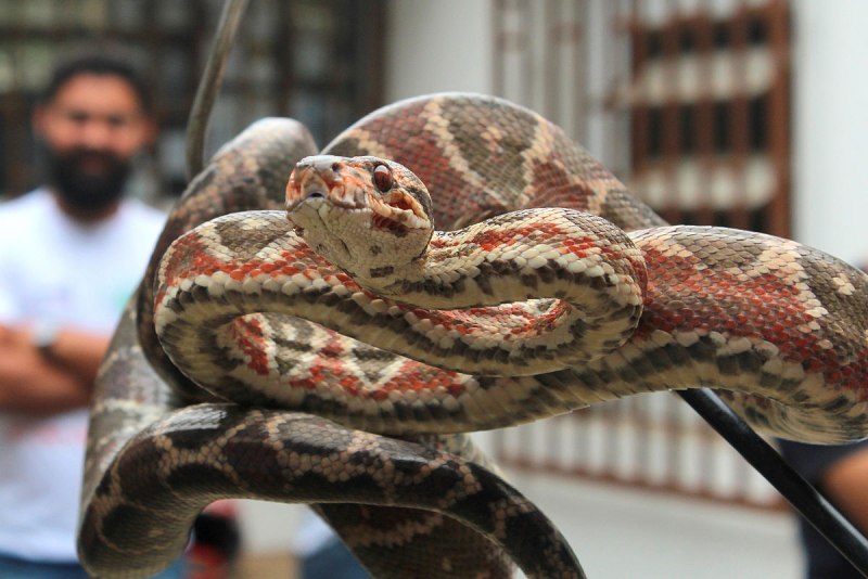 Corallus hortulanus