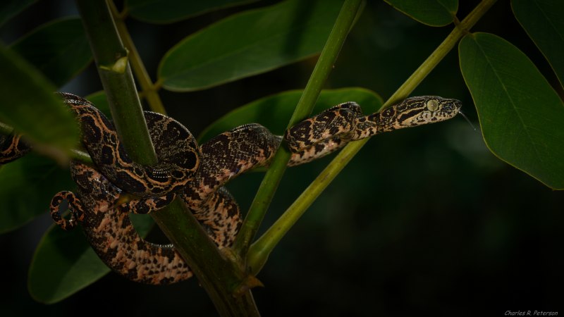 Corallus grenadensis (Barbour, 1914)