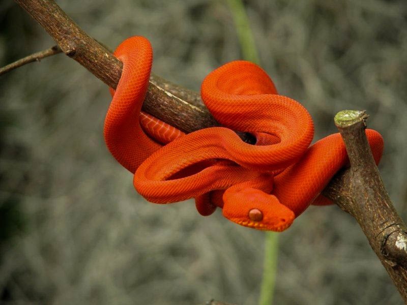 Садовый удав Corallus hortulanus
