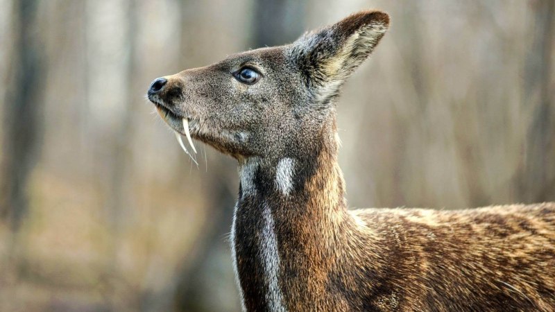 Сахалинская кабарга Moschus moschiferus sachalinensis