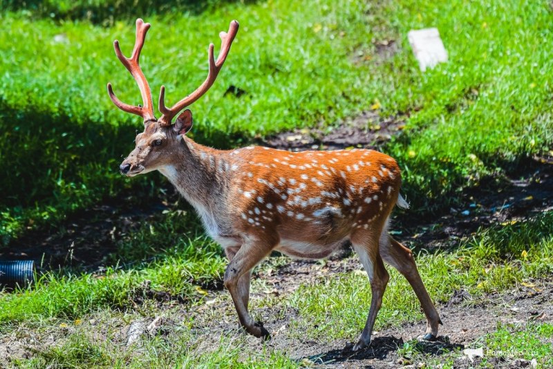 Сахалинская кабарга Moschus moschiferus sachalinensis