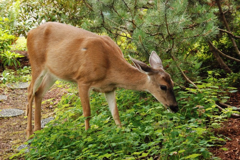 Elaphodus Cephalophus