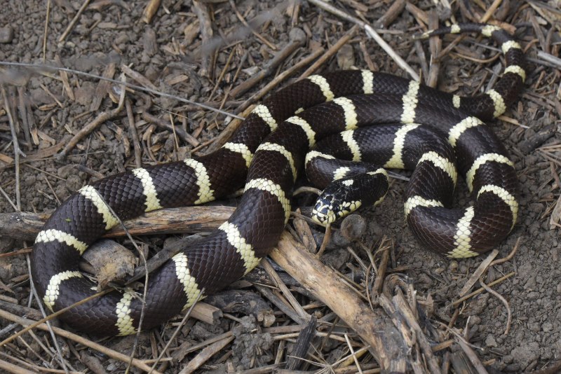 Калифорнийская королевская змея (71 фото)
