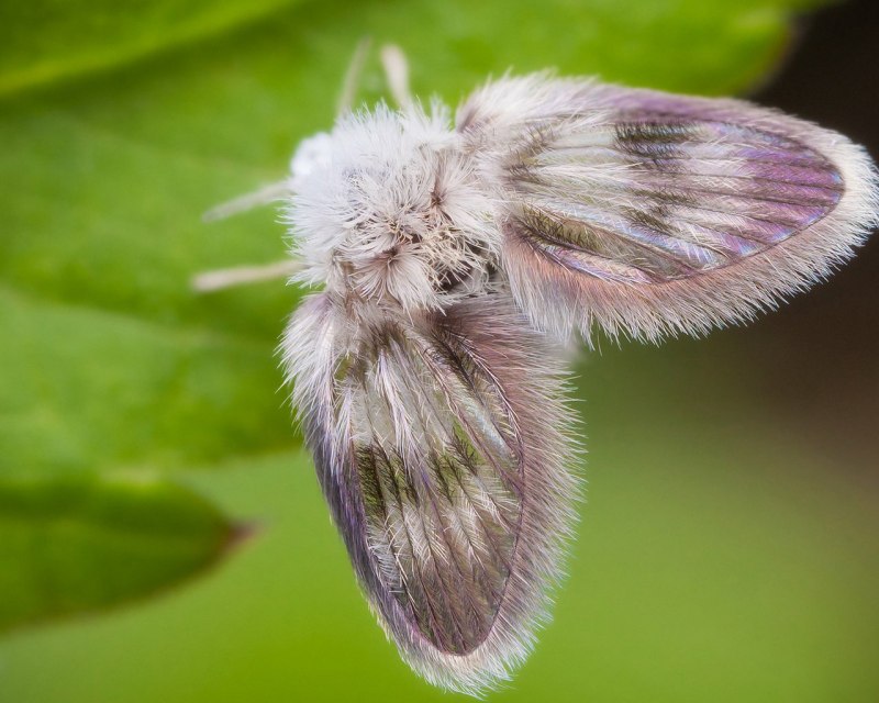 Мохнатая бабочка (57 фото)