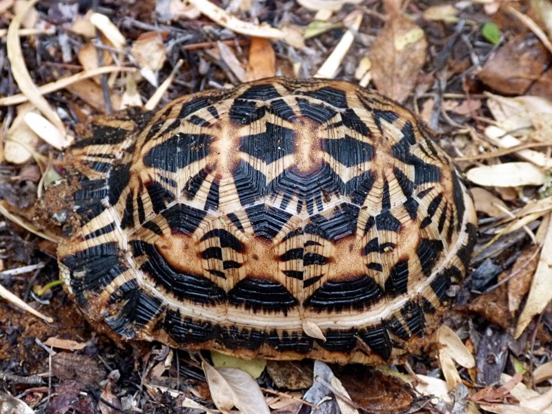 Лучистая черепаха Astrochelys Radiata