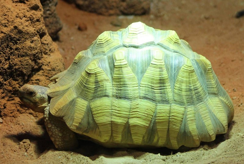 PLATEMYS platycephala