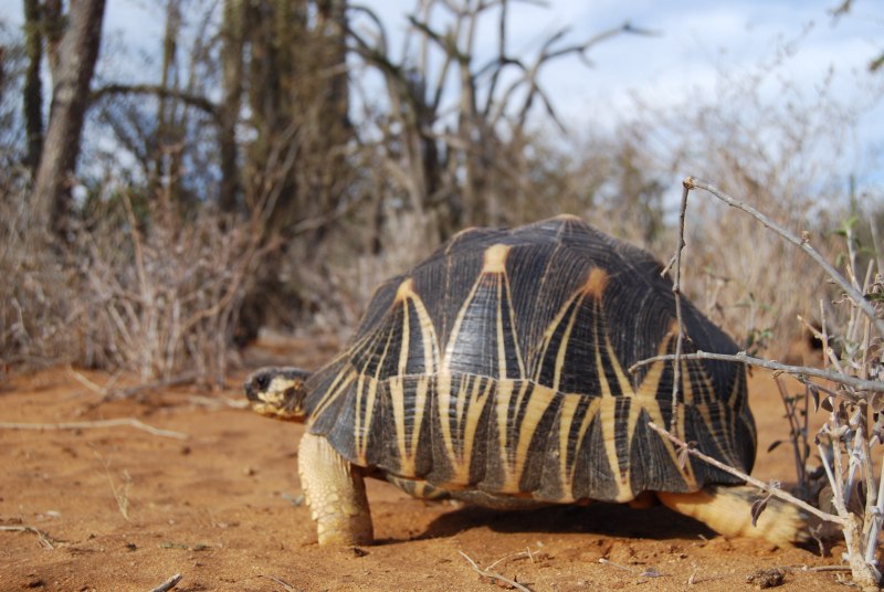 Лучистая Мадагаскарская (Astrochelys Radiata)черепаха