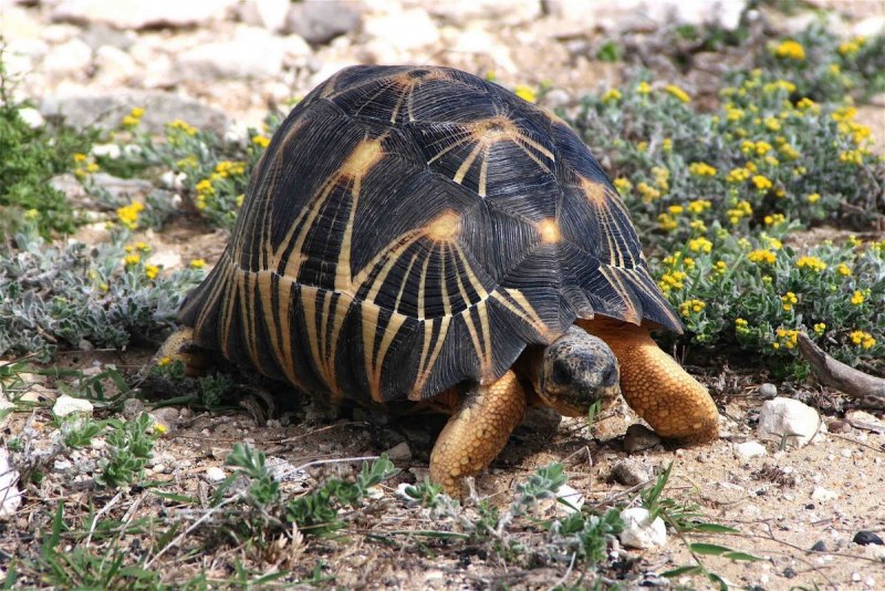 Лучистая черепаха Astrochelys Radiata