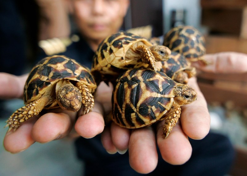 Psammobates geometricus