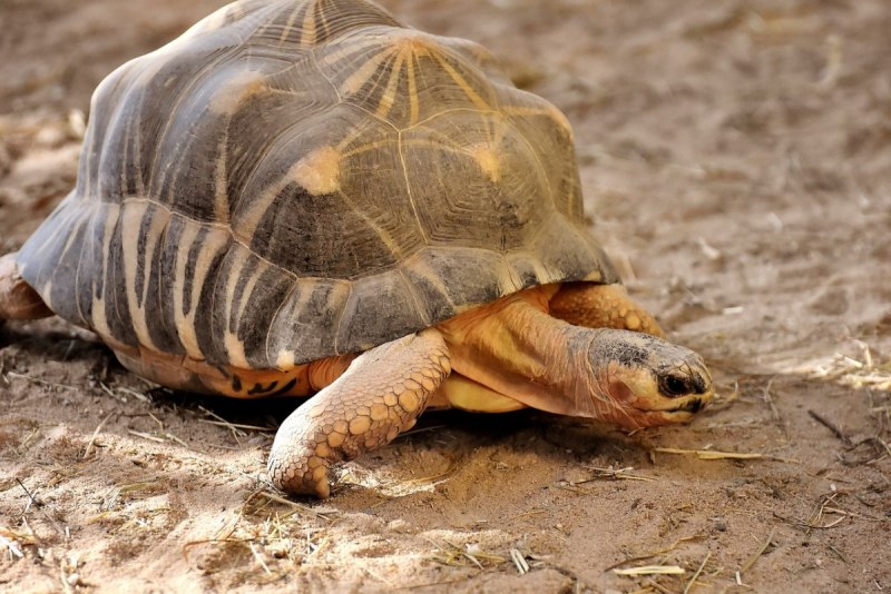 Trachemys scripta troostii