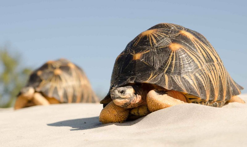 Astrochelys yniphora