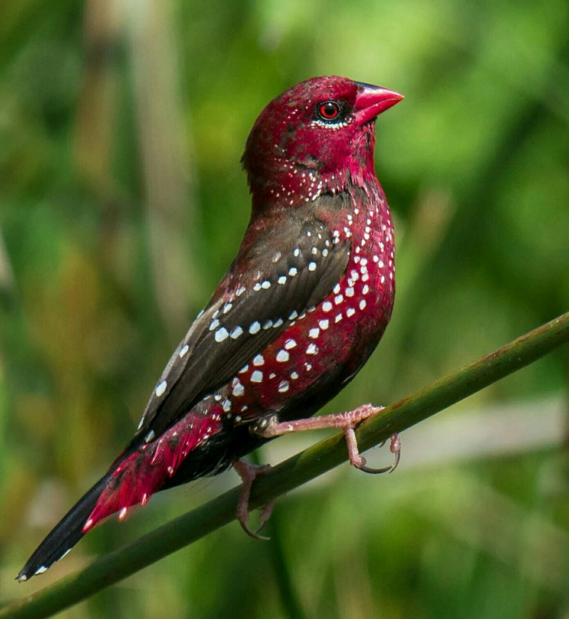Anambra Waxbill