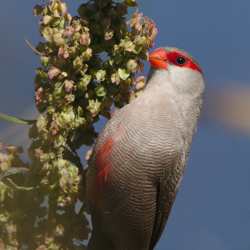 Estrilda nigriloris