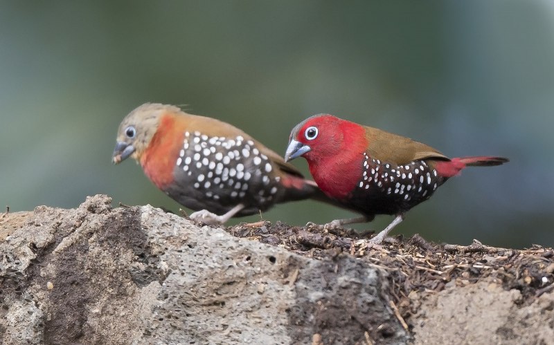 Color Finches