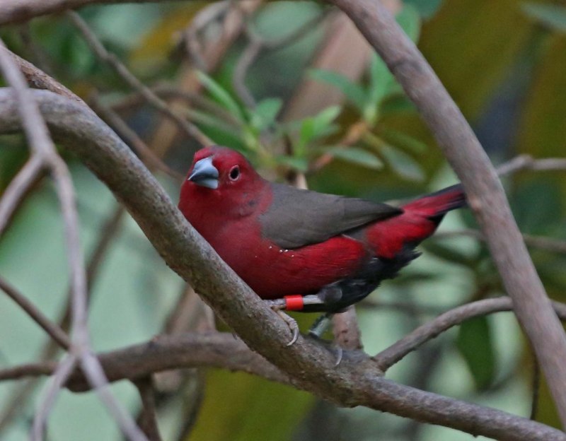 Kandts Waxbill
