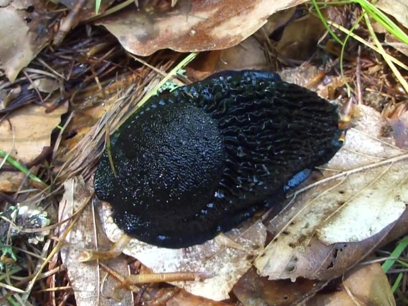 СЛИЗНЯК Limax Maximus