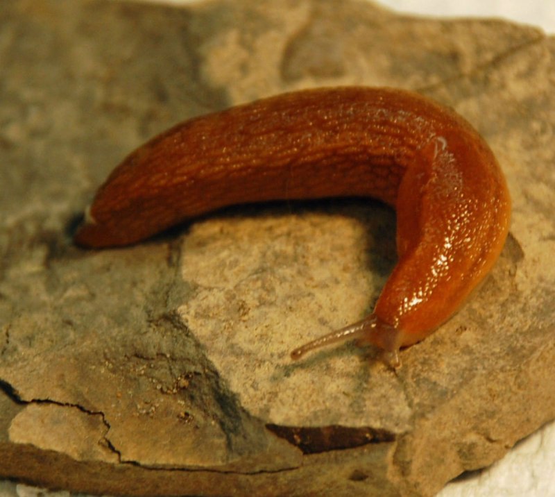 Distribution of Slugs of the genus Arion Férussac 1819 (Pulmonata, Arionidae) in Western Siberia