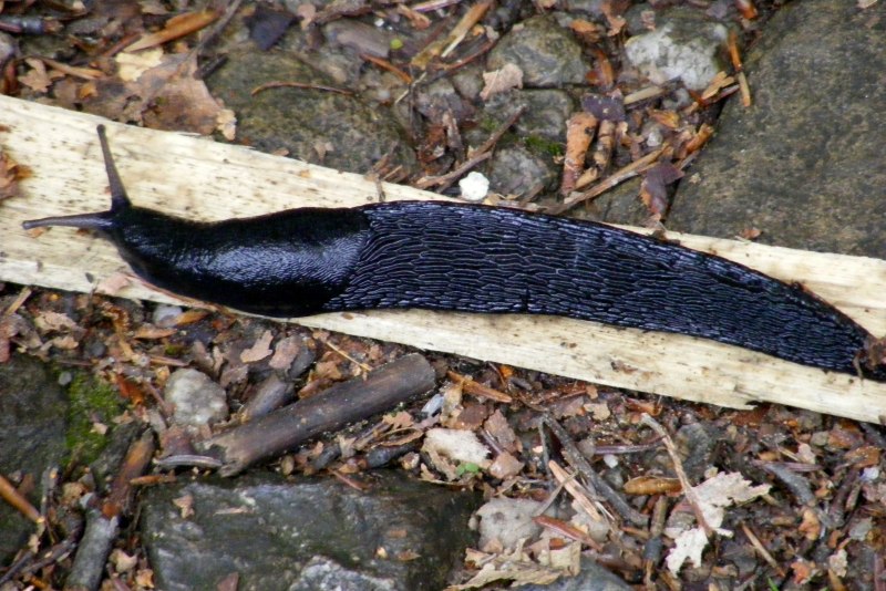 Улитка-лимацида Bielzia coerulans