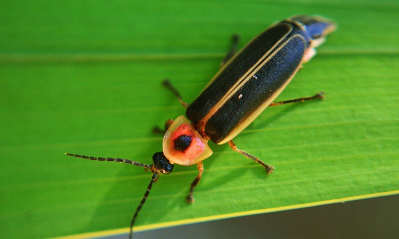 Photinus Pyralis