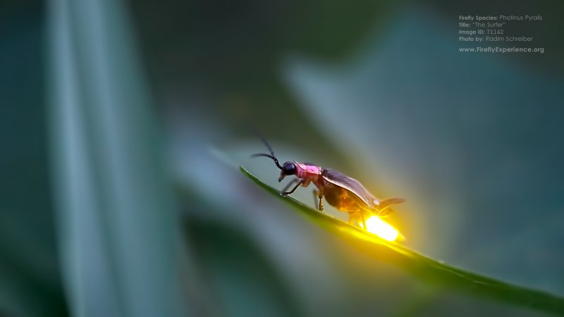 Светлячок Photinus Pyralis