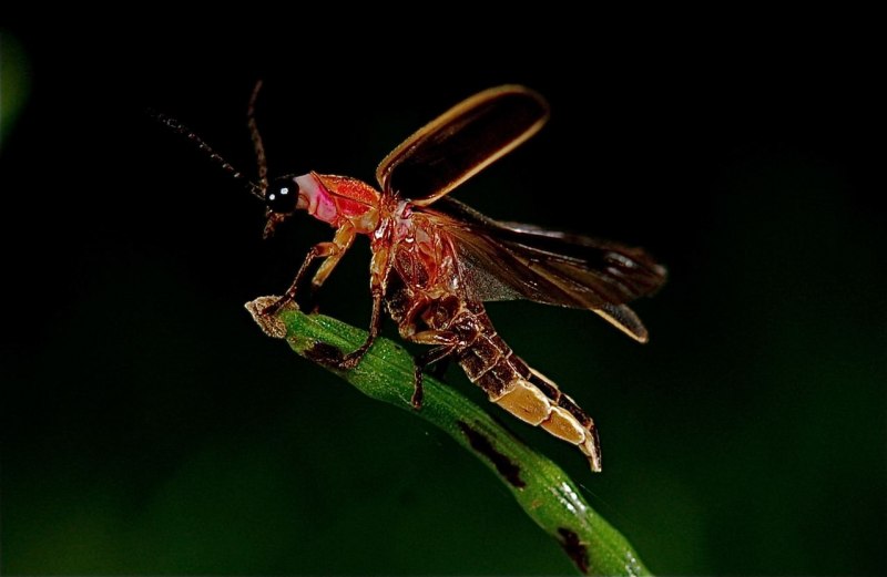 Photinus Pyralis