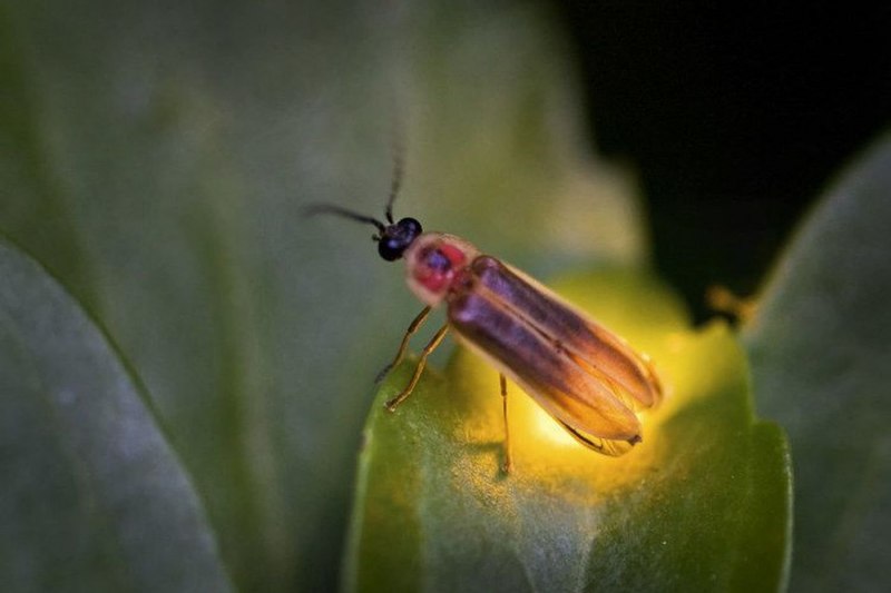 Photinus Pyralis