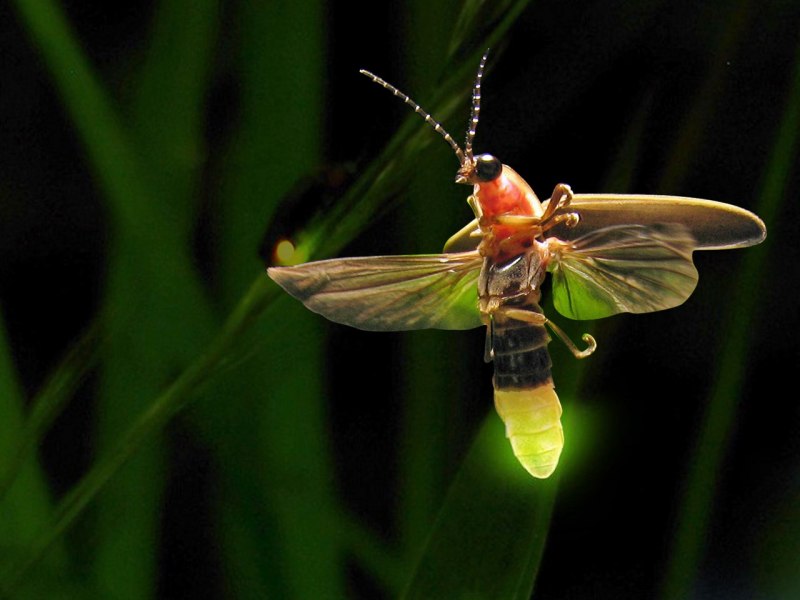 Светлячок Lightning Bug