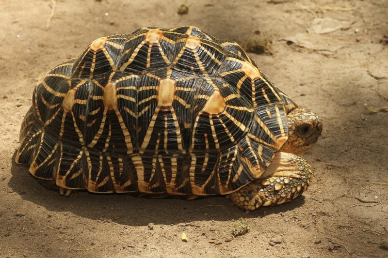 Индийская черепаха (70 фото)